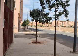 مكازة للبيع همزة