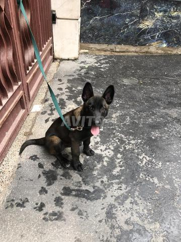 Chiot berger malinois charbonnier