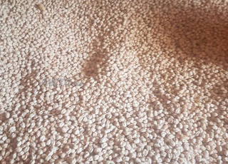 حمص للبيع بيض و طياب