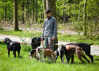 dresseur et marcheur de chien 