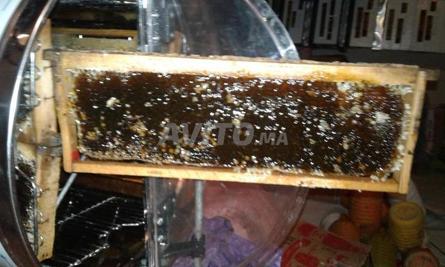 خلايا نحل وشعوب ومعدات تربية النحل