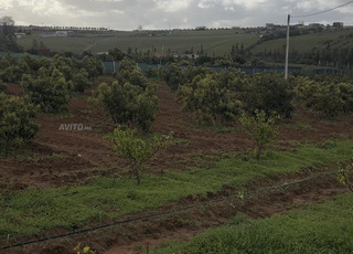 هكتار محفض اشجار افوكادو 15كم من بحراوي