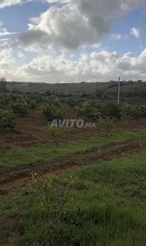 هكتار محفظ أشجار أفوكادو 15 كم من بحراوي