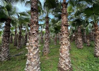 Palmiers  à Vendre – Toutes Tailles – Tétouan