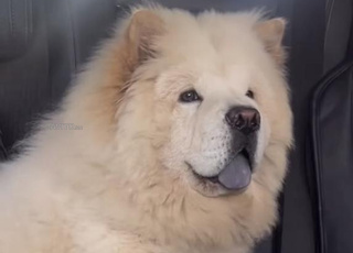 Chow chow chien male