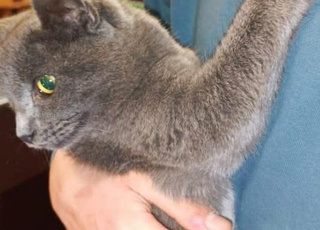 chat à vendre la rasse est bleu russe