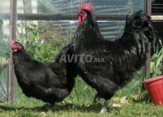 بيض دجاج الاسترلوب