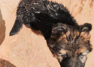 Adorables chiots berger allemand vendre 