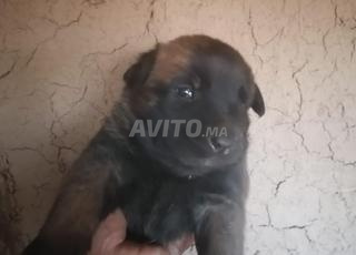 Malinois berger belge 