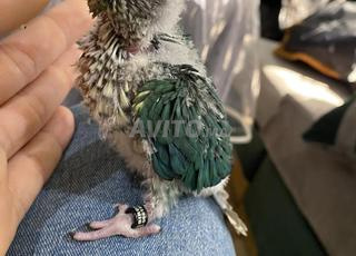 فريخ مولينا شبار سورانغ باغ 2025 