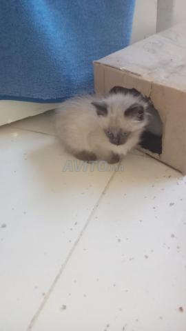 Syami syamo cat قط السيامي او السيامو