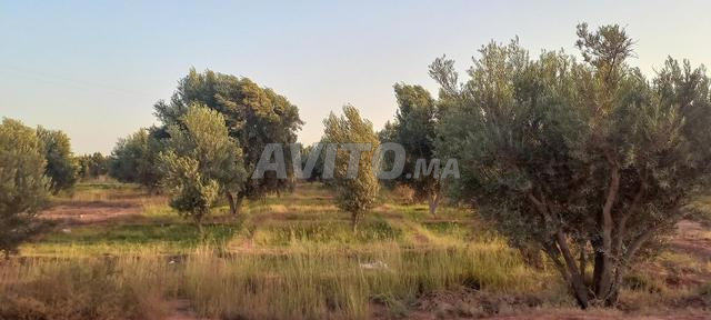 Terrain agricole Titré 1100 m2  أرض فلاحية محفظة