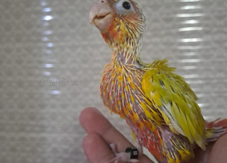 bébé perruche à collier et bébé Molina conchik 