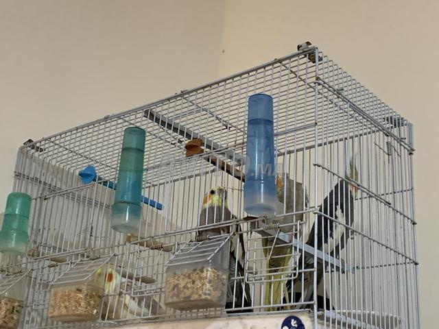 2 couple calopsite avec cage separer kbir