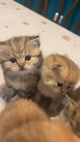 des chatons scottish straight golden 