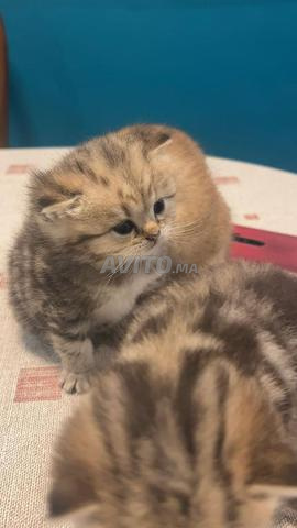 des chatons scottish straight golden  - 2