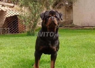 chiots Rottweiler, parents pedigrees
