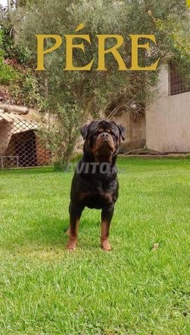 chiots Rottweiler, parents pedigrees
