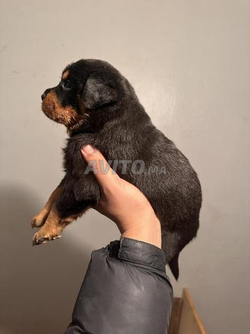 chiots Rottweiler, parents pedigrees - 2