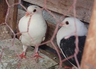 حمام العنبر