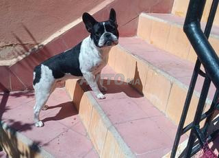  chiots bulldog francais