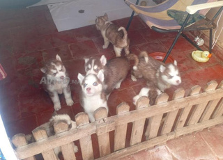 chiotes huysky avec bleu yeux