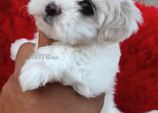bichon maltais 