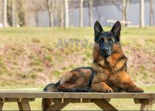 berger allemand chien