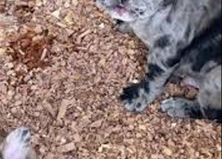 bulldog français exotique chien