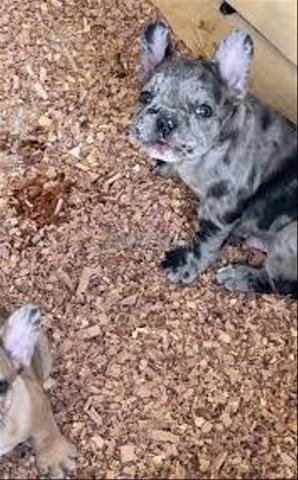 bulldog français exotique chien