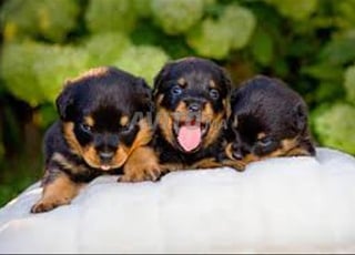 rottweiller pedigre chien