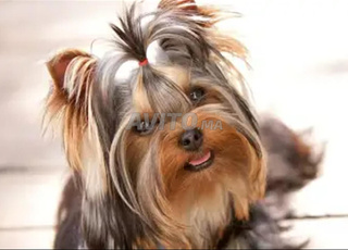 yorkshir femelle chien