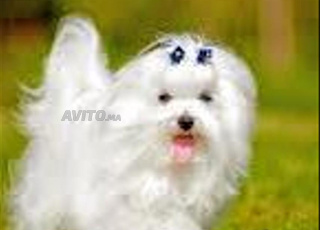 bichon maltais chien