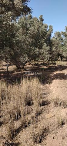 Terrain agricole titré 3274 mètres carrés - 2