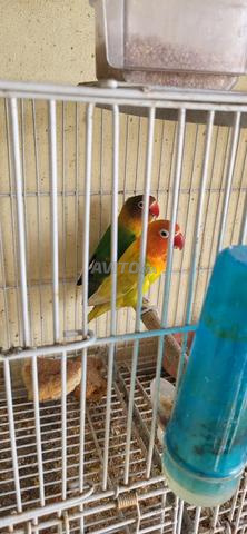 طيور الحب مفرخين أول مرة 