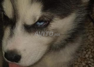 haski mâle 2moi 