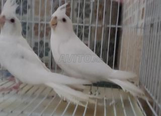 calopsitte albino عين حمراء