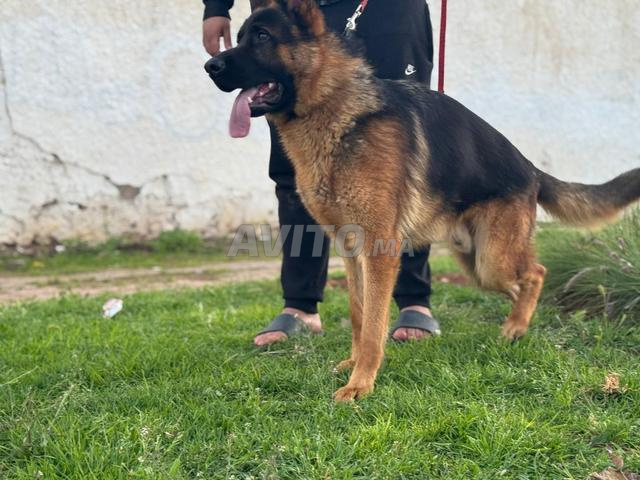 Berger allemand pedigree 1 ans