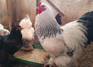 بيض براهما للبيع 