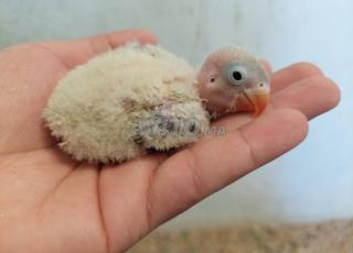 bébé inséparables pour dressage 