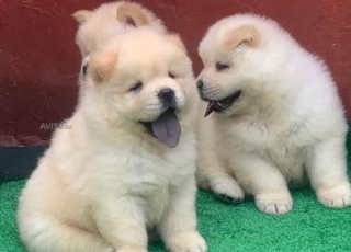 chiot chow chow age 40 jeur 