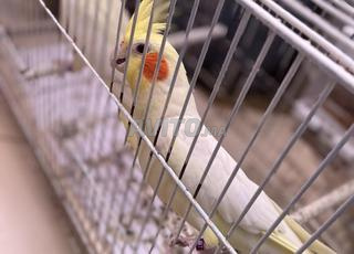 calopsittes lutinoكالوبسيت عين حمرة 