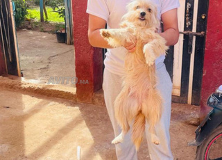 Chien Kanish en  pas de dossier de santé