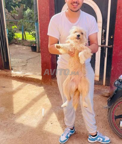 Chien Kanish en  pas de dossier de santé