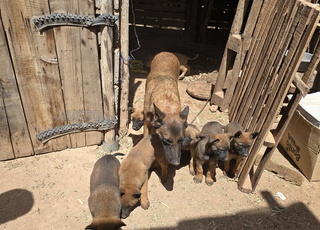 chiens malinwa dorigine