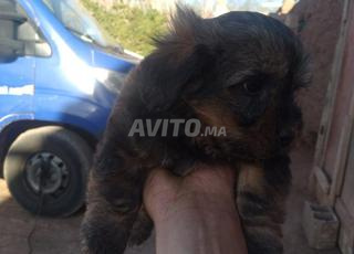 bichon  havana  45 jour 