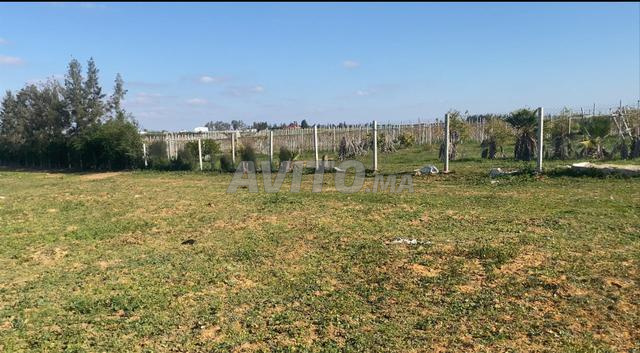 ارض 8000 متر محفضة مربعة 9كم من علال البحراوي