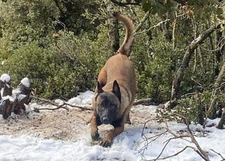 Chien Malinois charbonné 11 mois vacciné 