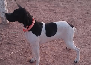 pointer anglais femelle 