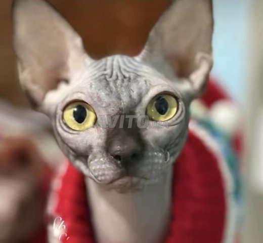chat sphynx 